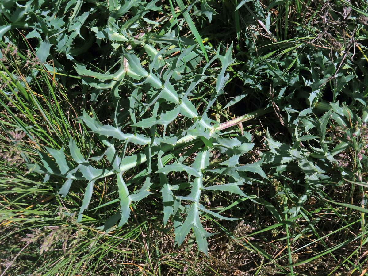 Máčka ladní (Eryngium campestre L.)