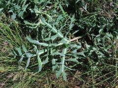 Máčka ladní (Eryngium campestre L.)