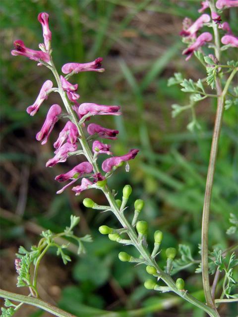 Zemědým lékařský (Fumaria officinalis L.)