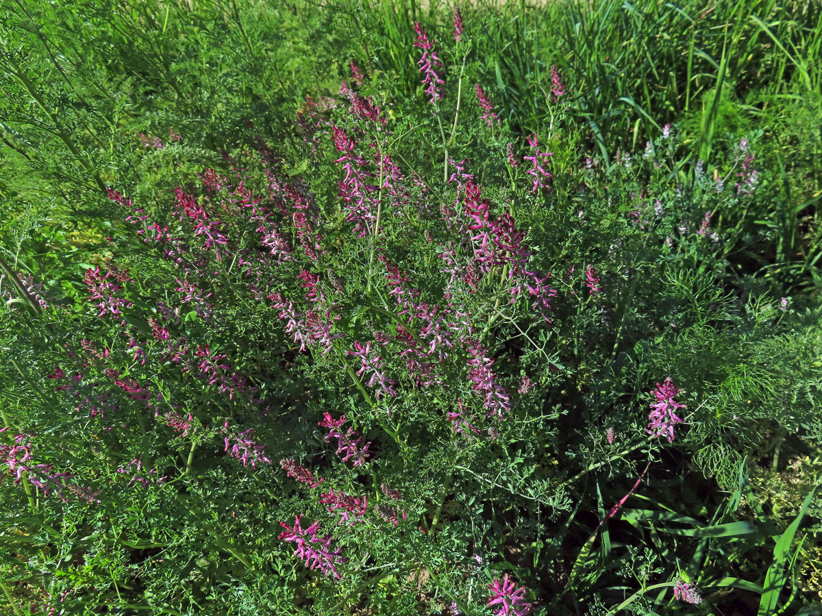 Zemědým lékařský (Fumaria officinalis L.)