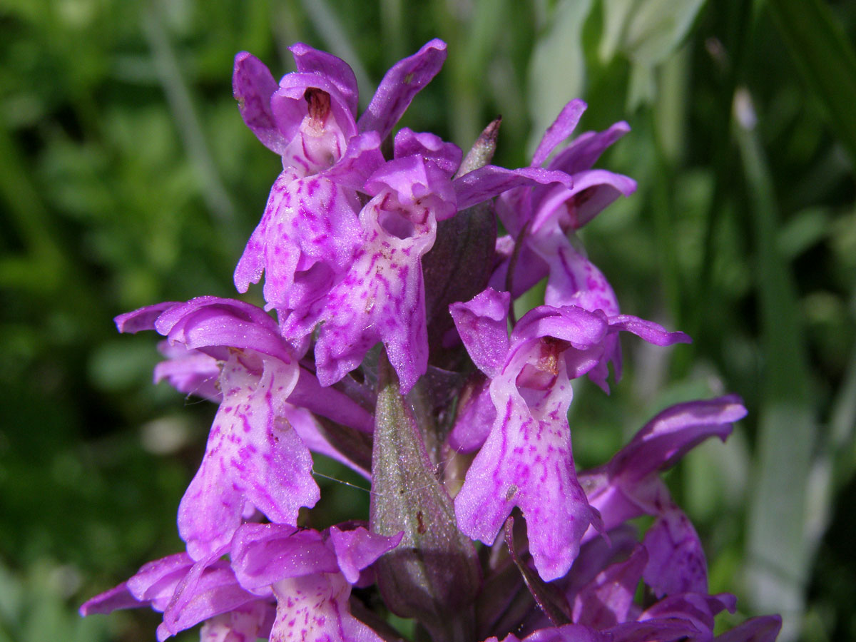 Prstnatec májový (Dactylorhiza majalis (Rchb.) Hunt et Summerhayes)