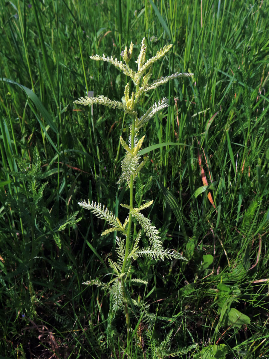 Řebříček obecný (Achillea millefolium L.) s částečným chyběním chlorofylu (2e)