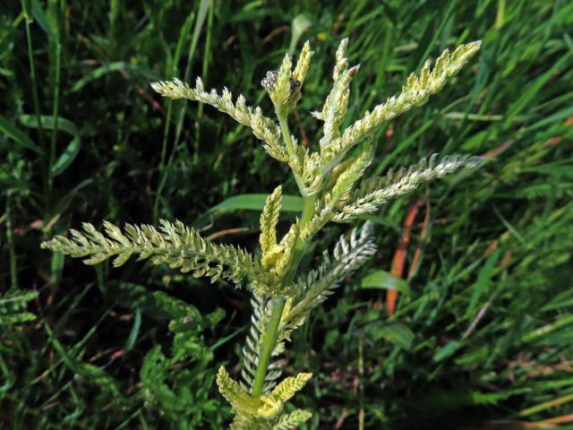 Řebříček obecný (Achillea millefolium L.) s částečným chyběním chlorofylu (2f)