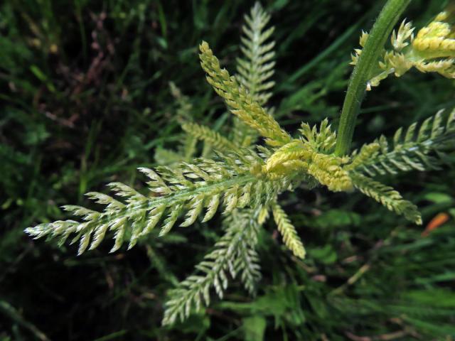 Řebříček obecný (Achillea millefolium L.) s částečným chyběním chlorofylu (2g)