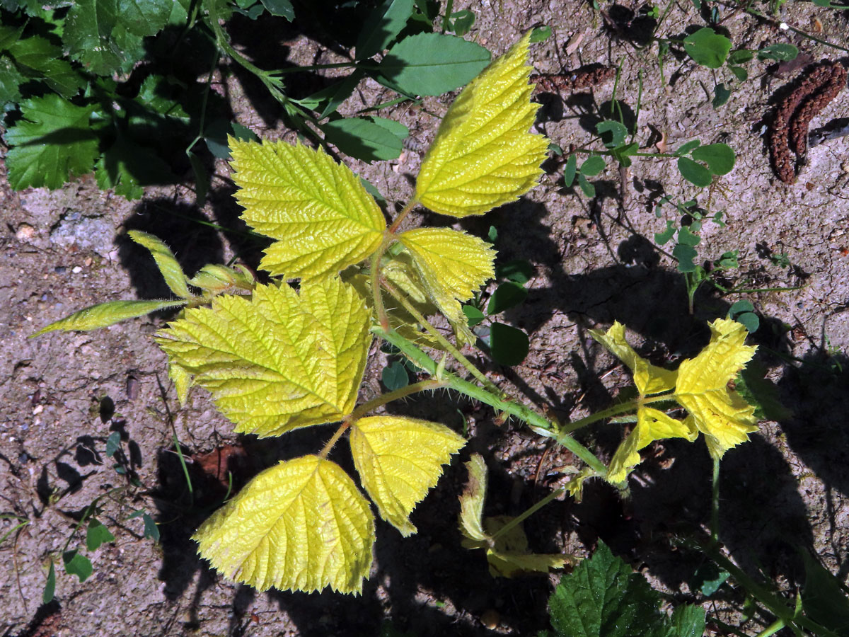 Ostružiník ježiník (Rubus caesius L.), rostlinka bez chlorofylu (1b)