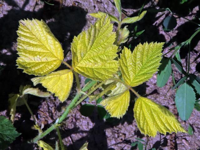 Ostružiník ježiník (Rubus caesius L.), rostlinka bez chlorofylu (1c)