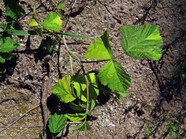 Ostružiník ježiník (Rubus caesius L.) s panašovanými listy (1a)