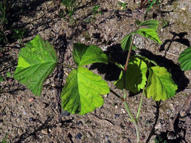 Ostružiník ježiník (Rubus caesius L.) s panašovanými listy (1b)