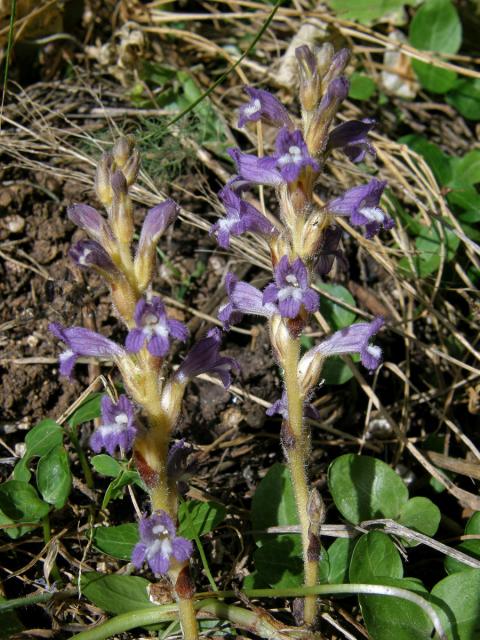 Záraza větevnatá (Orobanche ramosa L.)