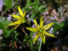 Křivatec žlutý (Gagea lutea (L.) Ker-Gawler) - sedmičetný květ (5)