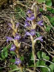 Záraza větevnatá (Orobanche ramosa L.)