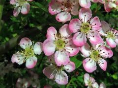 Hloh obecný (Crataegus laevigata (Poiret) DC.), čtyřčetný květ (2)