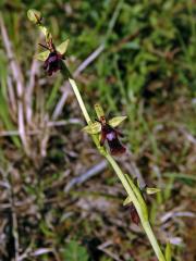 Tořič hmyzonosný (Ophrys insectifera L.)