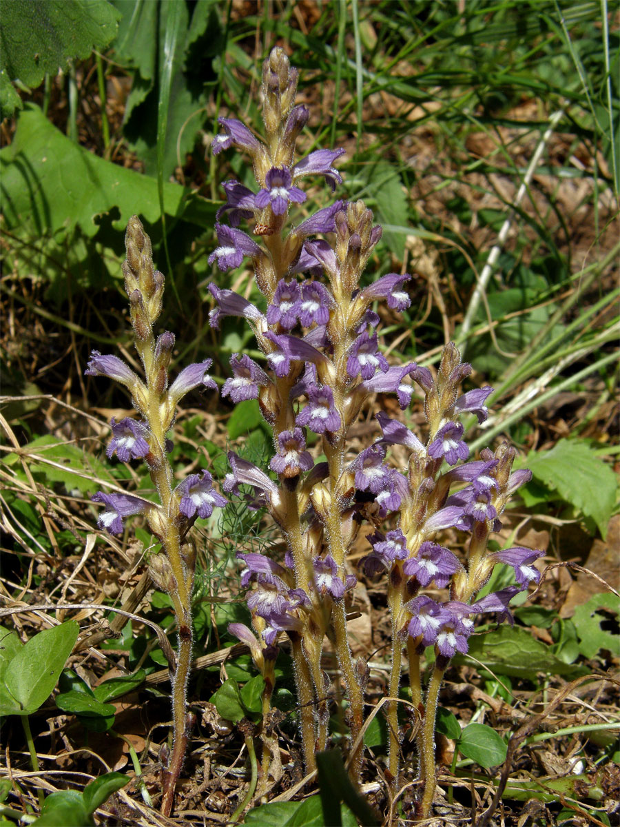 Záraza větevnatá (Orobanche ramosa L.)