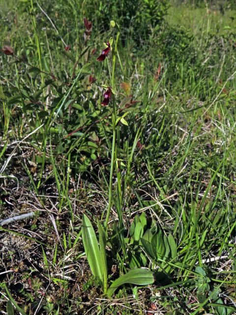 Tořič hmyzonosný (Ophrys insectifera L.)