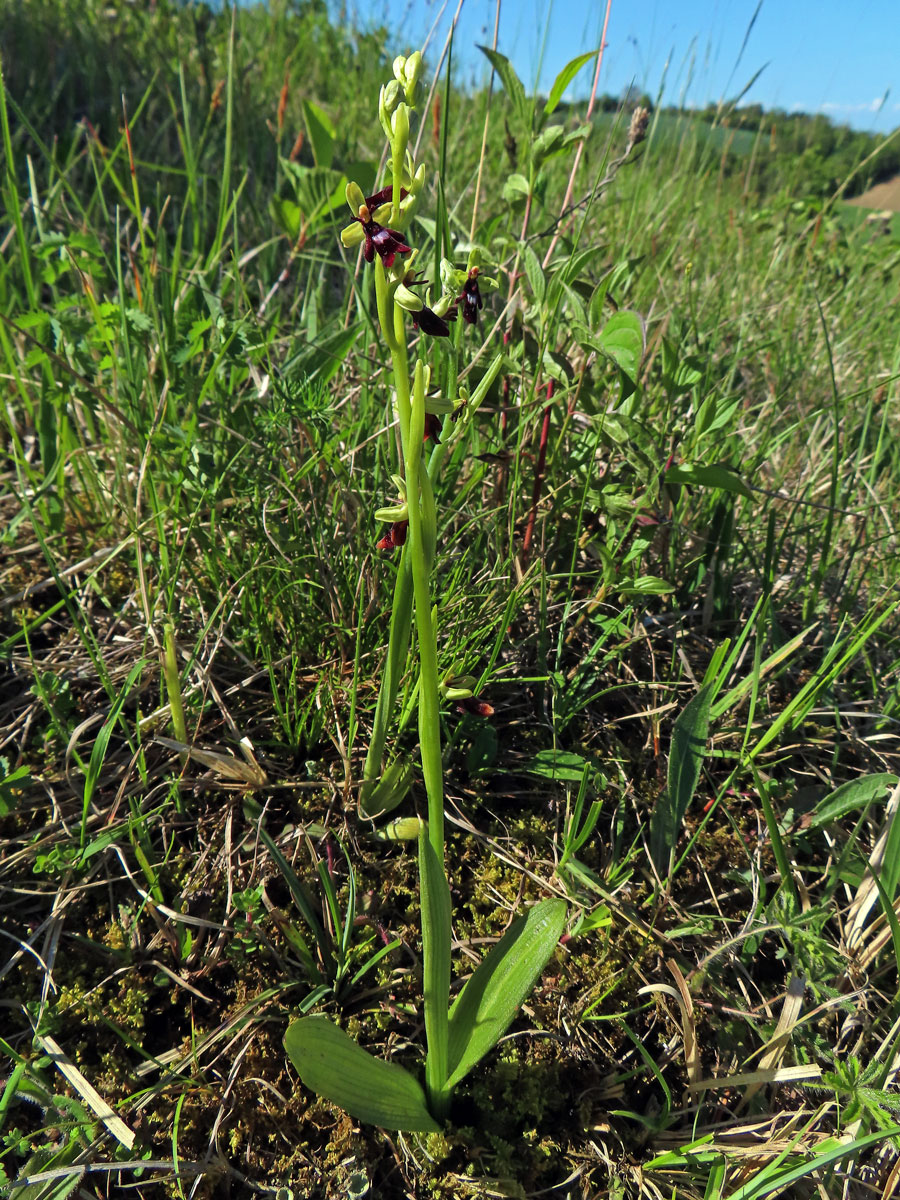 Tořič hmyzonosný (Ophrys insectifera L.)