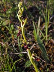 Tořič hmyzonosný (Ophrys insectifera L.)