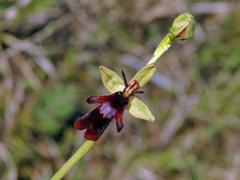 Tořič hmyzonosný (Ophrys insectifera L.)