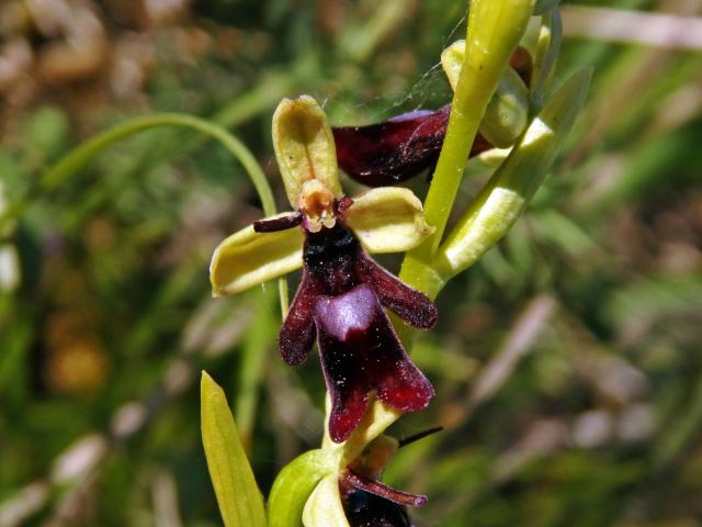 Tořič hmyzonosný (Ophrys insectifera L.)