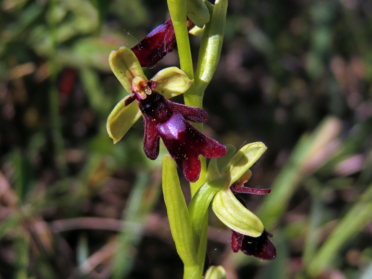 Tořič hmyzonosný (Ophrys insectifera L.)