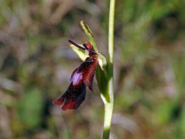 Tořič hmyzonosný (Ophrys insectifera L.)