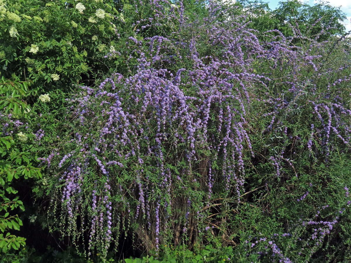 Komule střídavolistá (Buddleja alternifolia Maxim.)