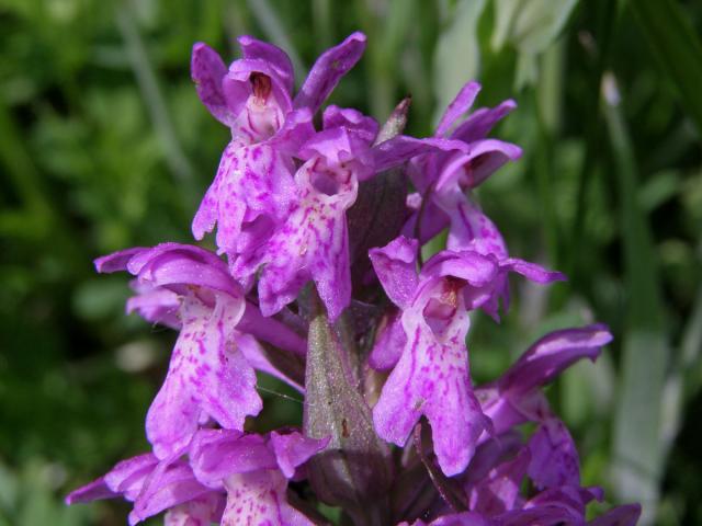 Prstnatec májový (Dactylorhiza majalis (Rchb.) Hunt et Summerhayes)