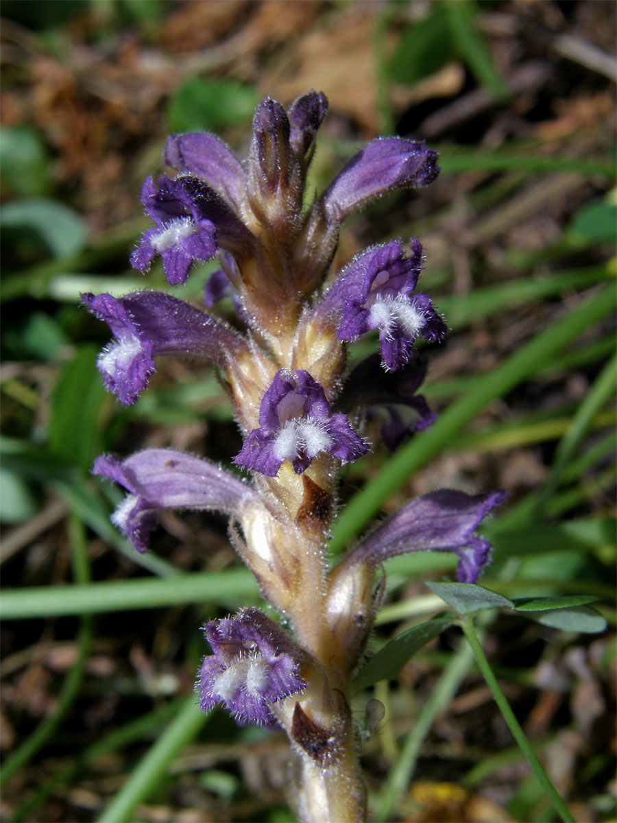 Záraza větevnatá (Orobanche ramosa L.)