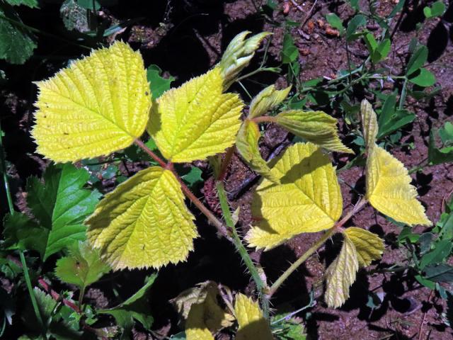 Ostružiník ježiník (Rubus caesius L.), rostlinka bez chlorofylu (1d)