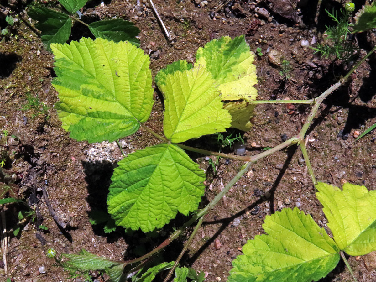 Ostružiník ježiník (Rubus caesius L.) s panašovanými listy (1f)