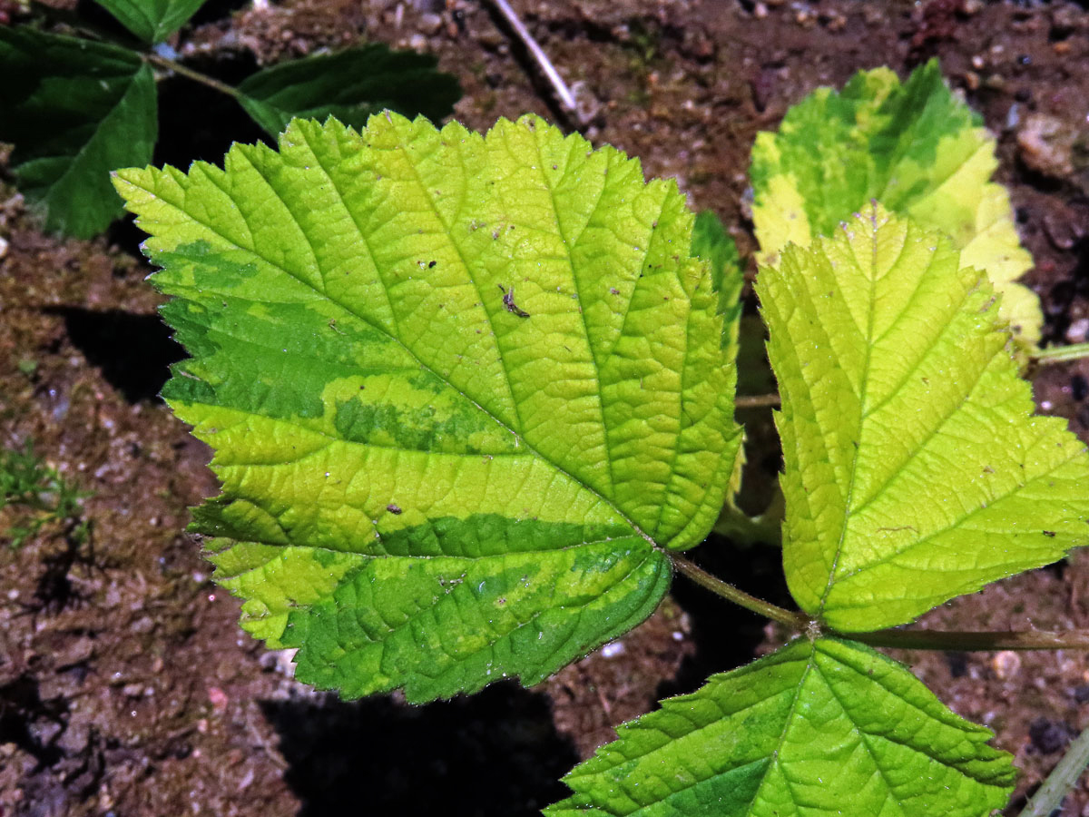 Ostružiník ježiník (Rubus caesius L.) s panašovanými listy (1g)