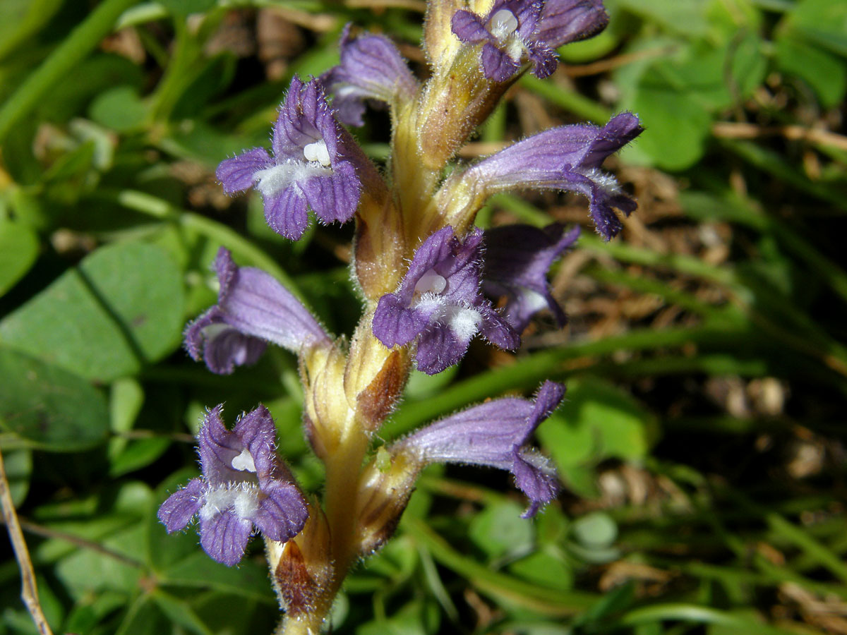 Záraza větevnatá (Orobanche ramosa L.)