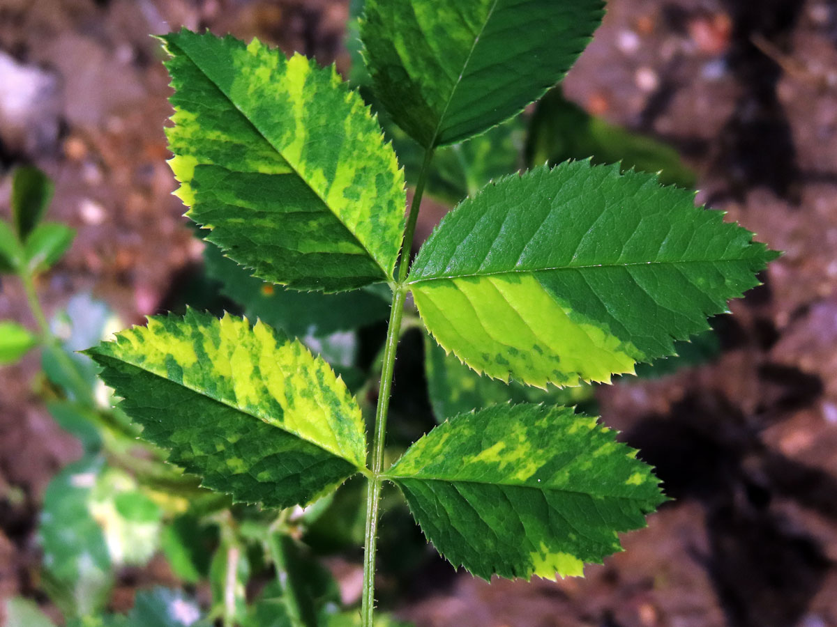 Růže šípková (Rosa canina L.) s panašovanými listy (1j)