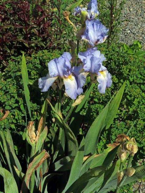 Kosatec (Iris × barbata)