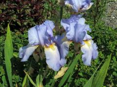 Kosatec (Iris × barbata)