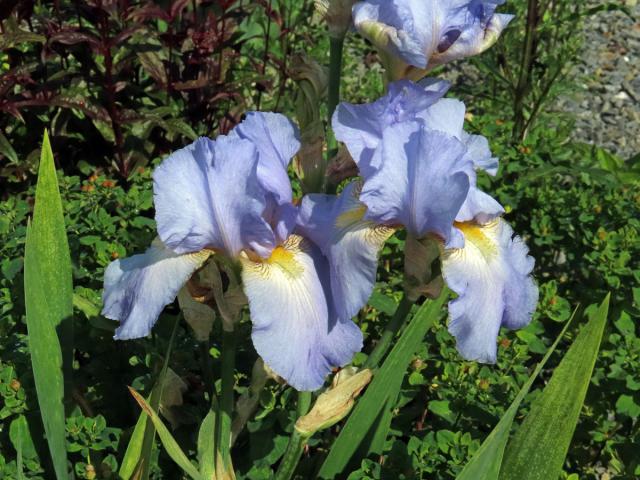 Kosatec (Iris × barbata)