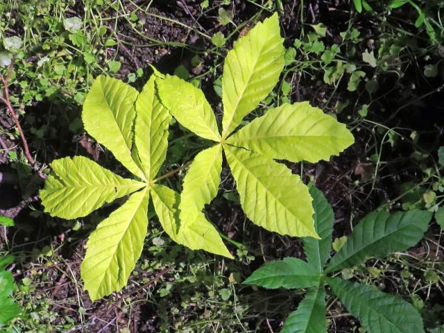 Jírovec maďal (Aesculus hippocastanum L.) s chyběním chlorofylu (2a)