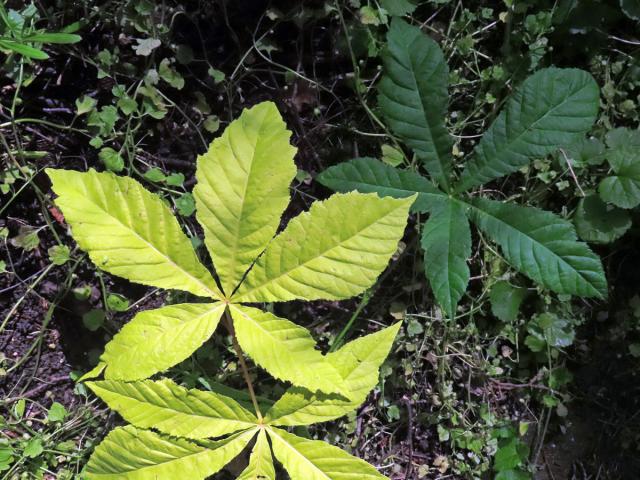 Jírovec maďal (Aesculus hippocastanum L.) s chyběním chlorofylu (2b)