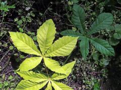 Jírovec maďal (Aesculus hippocastanum L.) s chyběním chlorofylu (2b)