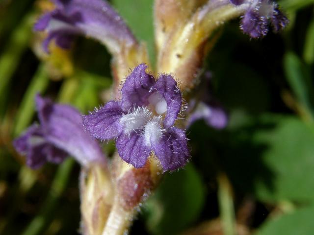 Záraza větevnatá (Orobanche ramosa L.)