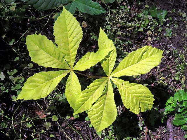 Jírovec maďal (Aesculus hippocastanum L.) s chyběním chlorofylu (2c)