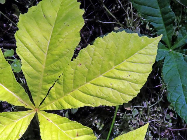 Jírovec maďal (Aesculus hippocastanum L.) s chyběním chlorofylu (2d)