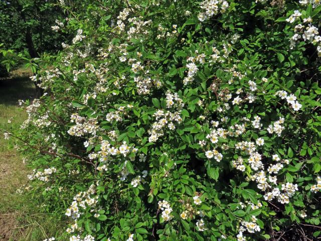 Růže mnohokvětá (Rosa multiflora Thunb.)