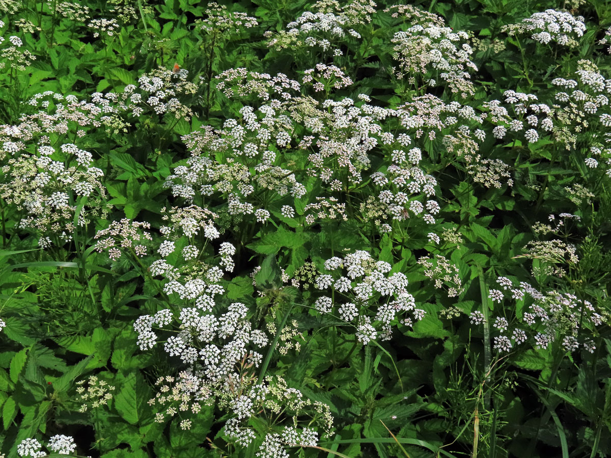 Bršlice kozí noha (Aegopodium podagraria L.)