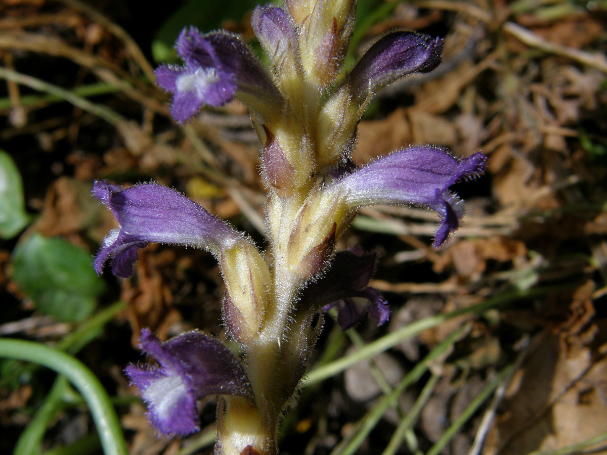 Záraza větevnatá (Orobanche ramosa L.)