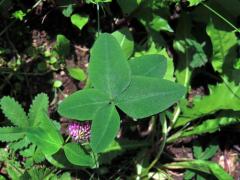 Jetel luční (Trifolium pratense L.) - pětilístek (2)