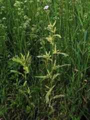 Řebříček obecný (Achillea millefolium L.) s částečným chyběním chlorofylu (2h)