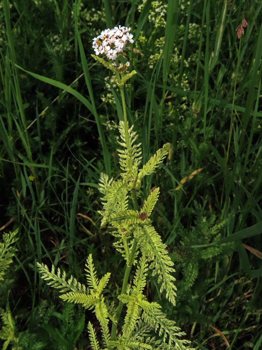 Řebříček obecný (Achillea millefolium L.) s částečným chyběním chlorofylu (2i)