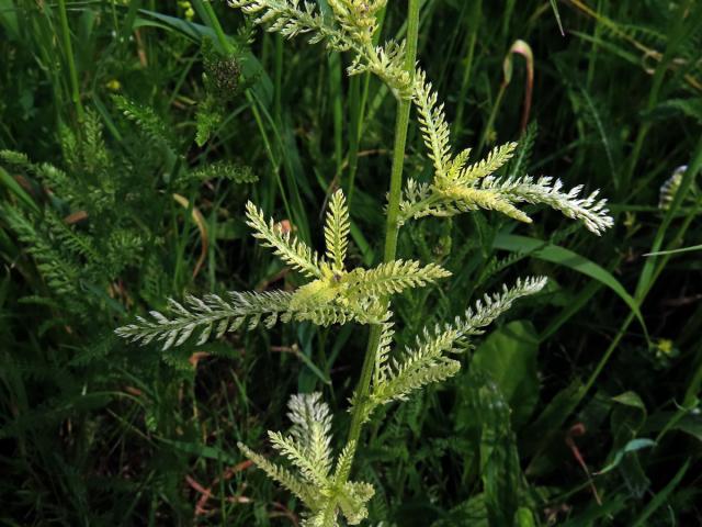 Řebříček obecný (Achillea millefolium L.) s částečným chyběním chlorofylu (2j)