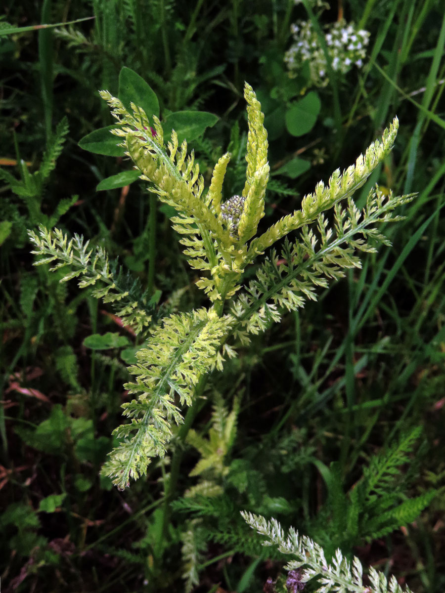 Řebříček obecný (Achillea millefolium L.) s částečným chyběním chlorofylu (2k)